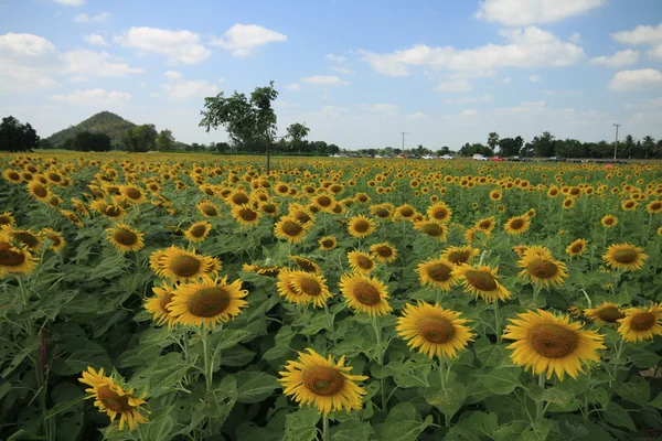 Sun flower field. — Stock Photo, Image