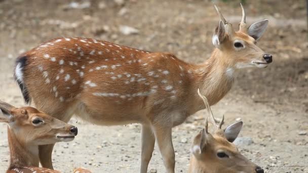 Chital, Cheetal, Benekli veya Axis geyiği yerde dinleniyor, HD Klip — Stok video