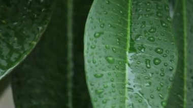 Yağmur damlası yeşil yaprakları üzerine düşen yakın çekim.