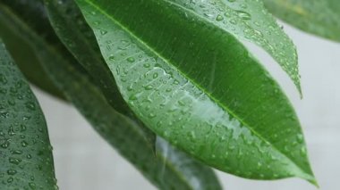 Yağmur damlası yeşil yaprakları üzerine düşen yakın çekim.