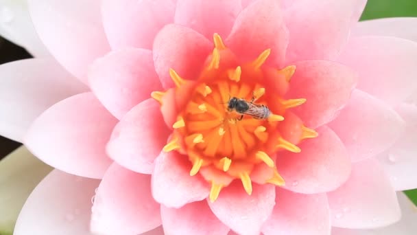 Närbild, bi på rosa lotus. — Stockvideo
