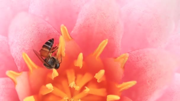 Close-up, bee op roze lotus. — Stockvideo