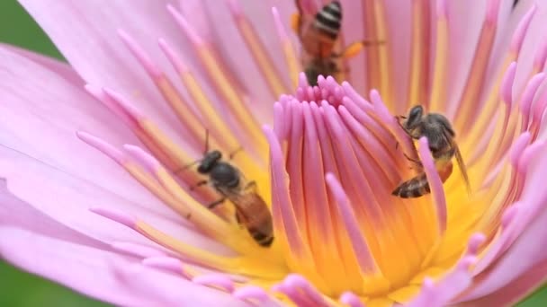 Крупный план, пчела на розовом лотосе . — стоковое видео