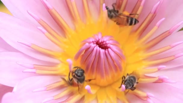 Bliska, Pszczoła na Lotos różowy. — Wideo stockowe