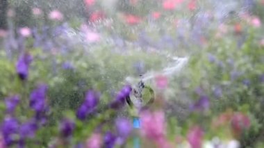 Su sulama spreyi çiçek bahçesi arka plan, sulama, Hd klip kapatın.