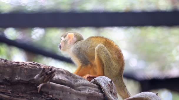 Squirrel Monkey on tree branch, HD Clip — Stock Video