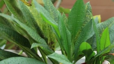 Yapraklarda düşen yağmur damlaları.