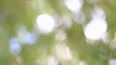 ufuk arka planı yeşil.