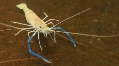 Havuzda dev tatlı su karides