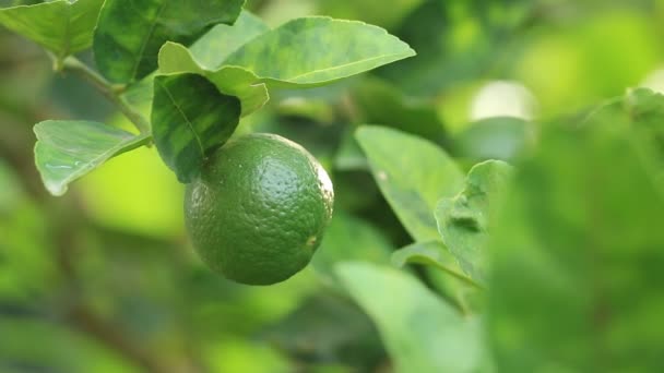 Green lemon on tree branch — Stock Video