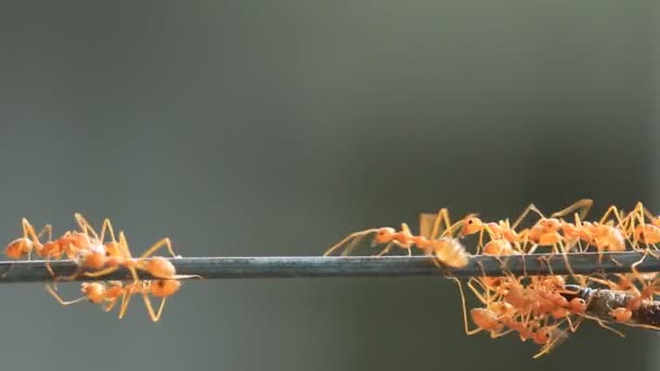 食物を運ぶ赤い蟻. — ストック動画