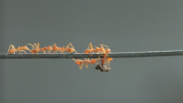 Formigas vermelhas que transportam alimentos . — Vídeo de Stock