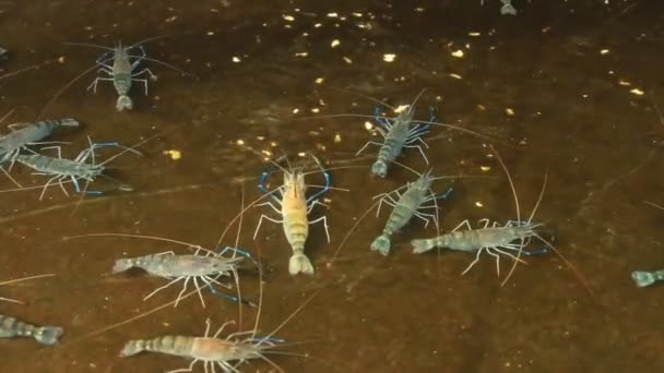 Гигантские пресноводные креветки в пруду — стоковое видео