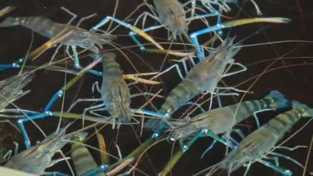 Crevettes géantes d'eau douce dans l'étang — Video