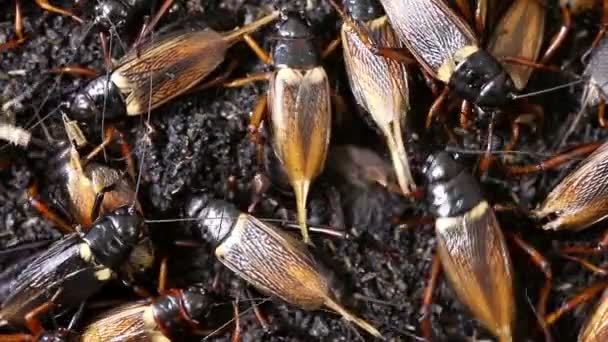 黑蟋蟀 — 图库视频影像