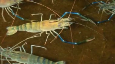 Havuzda dev tatlı su karides