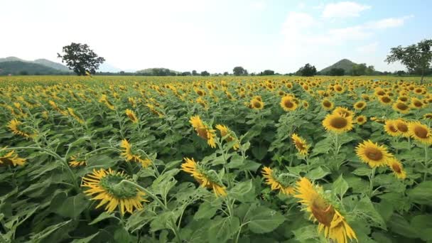 Campo di girasoli in brezza — Video Stock