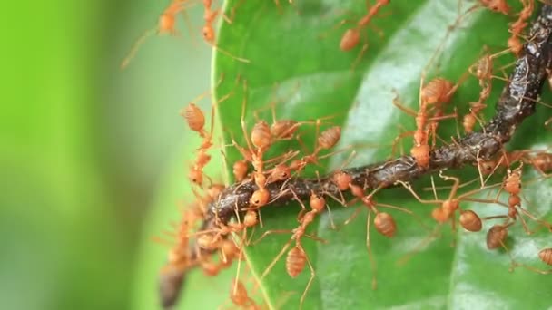 Hormigas rojas que transportan alimentos . — Vídeos de Stock