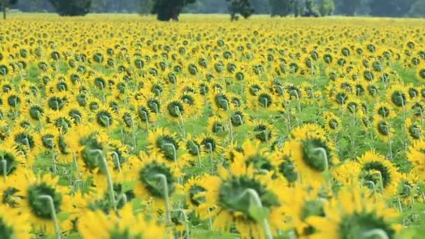 Zonnebloem veld in wind — Stockvideo