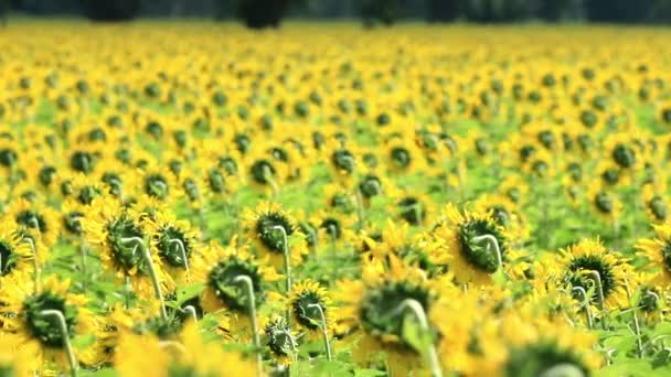 Sunflower field in breeze — Stock Video