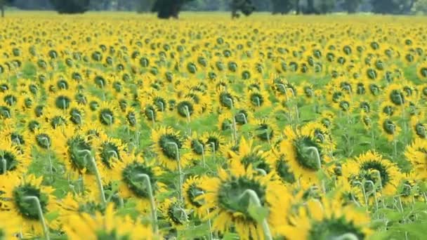 Sunflower field in breeze — Stock Video