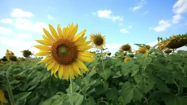 Sunflowers field in breeze — Stock Video