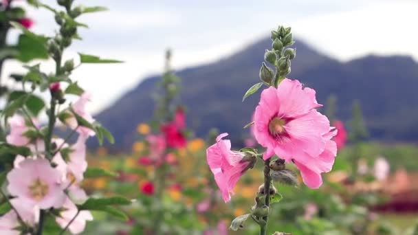 Ροζ των λουλουδιών που φυσά στο αεράκι. — Αρχείο Βίντεο