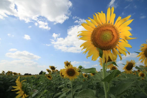 Girasole — Foto Stock