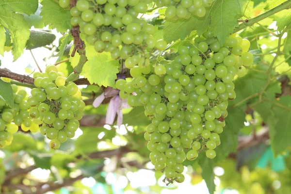 Green grapes — Stock Photo, Image