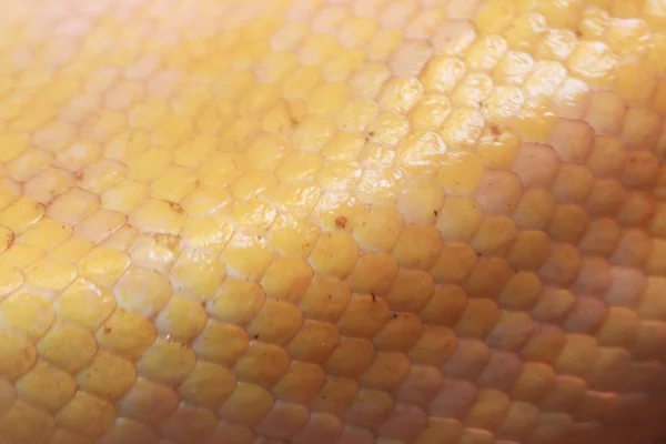 Snake skin. — Stock Photo, Image