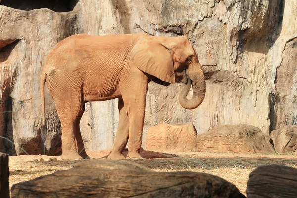 African elephant — Stock Photo, Image