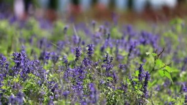 Mor lavanta çiçeği alan esintiyle üfleme.
