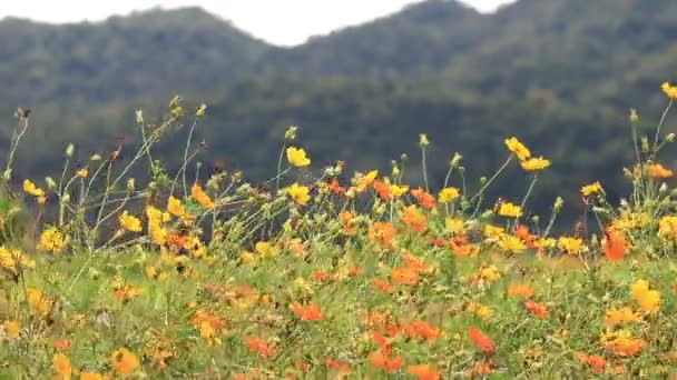 Cosmo arancione e giallo fiori ondeggianti nella brezza, campo verde sfondo di montagna . — Video Stock