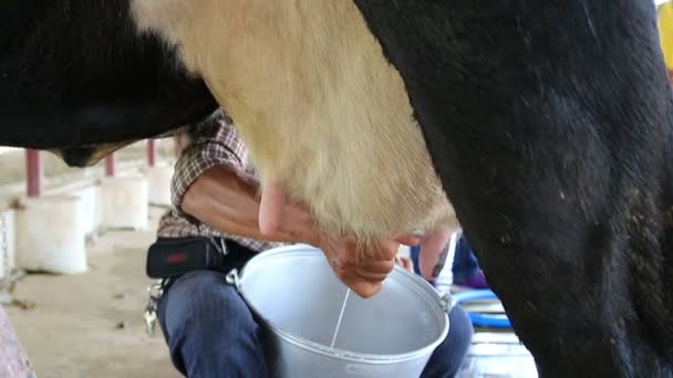 La leche de ordeño una vaca en la granja lechera . — Vídeo de stock