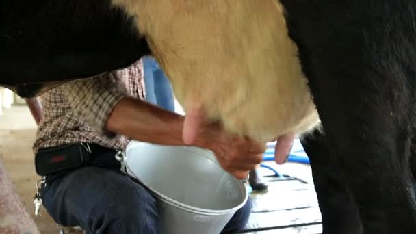 Milker milk a cow in dairy farm, original style. — Stock Video