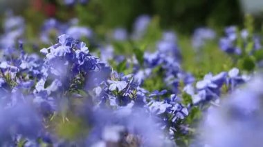 Mor çiçek alan esintiyle üfleme