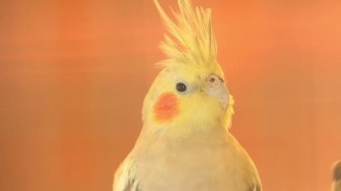 Petsupplies kuş, yakın