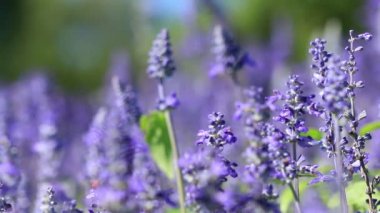 Mor lavanta çiçeği alan esintiyle üfleme.