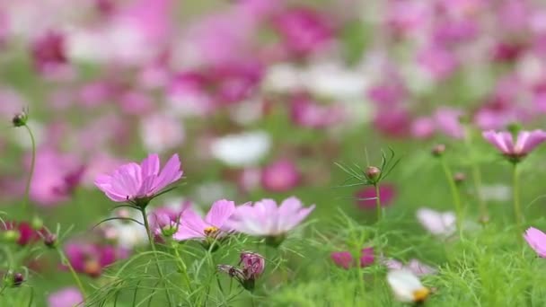 Fiori di cosmo viola e giallo ondeggianti nella brezza — Video Stock