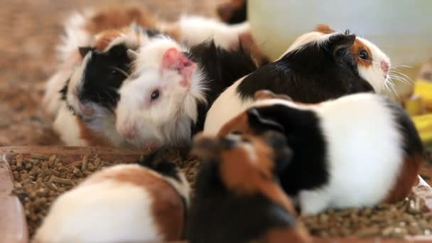 Guinea pig utfodring, Stäng. — Stockvideo