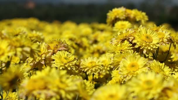 Gula krysantemum blomma fältet blåser i vinden. — Stockvideo