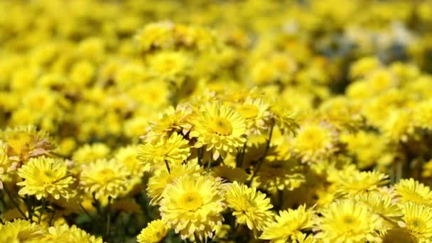 Campo de flor de crisântemo amarelo soprando na brisa . — Vídeo de Stock