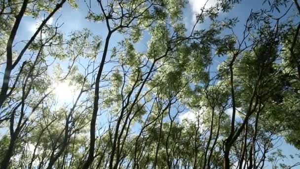 Pohon daun dan cabang dalam angin, sinar matahari cahaya dan langit biru latar belakang . — Stok Video