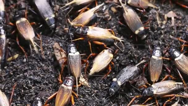 Black Cricket, Makro aus nächster Nähe. — Stockvideo