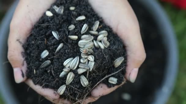 Vrouw met zaden en planten in bloempot. — Stockvideo