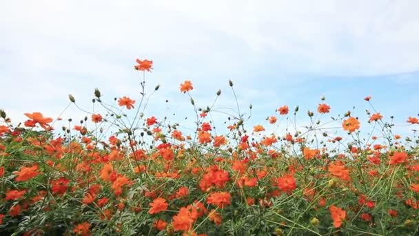 Fehér, rózsaszín és lila cosmos virágok mező hajlonganak a szélben. — Stock videók