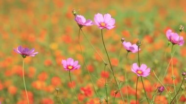 Esintiyle sallanan cosmos turuncu ve mor çiçekler.