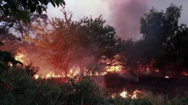 Vuur branden storm in het forest. — Stockvideo