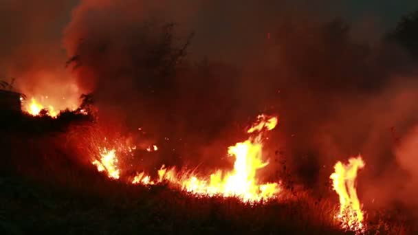 Incêndio queima tempestade na floresta . — Vídeo de Stock