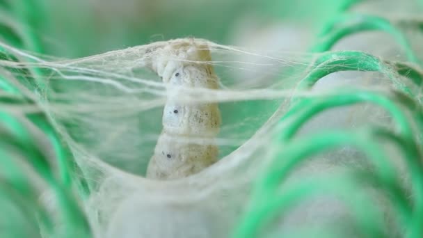 Makro-Nahaufnahme, Seidenraupen machen die Zahnseide im Nest. — Stockvideo